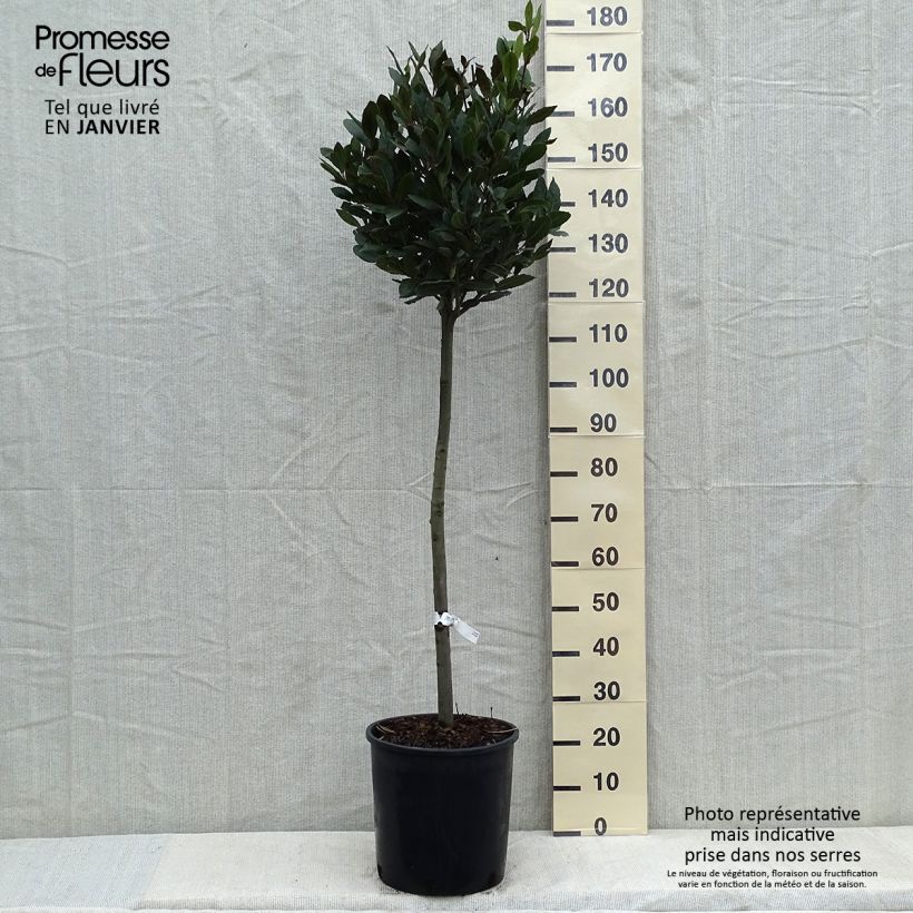 Laurus nobilis - Bay Laurel 7.5L/10L pot sample as delivered in winter