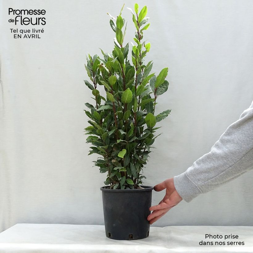 Laurus nobilis - Bay Laurel 2L/3L pot sample as delivered in spring