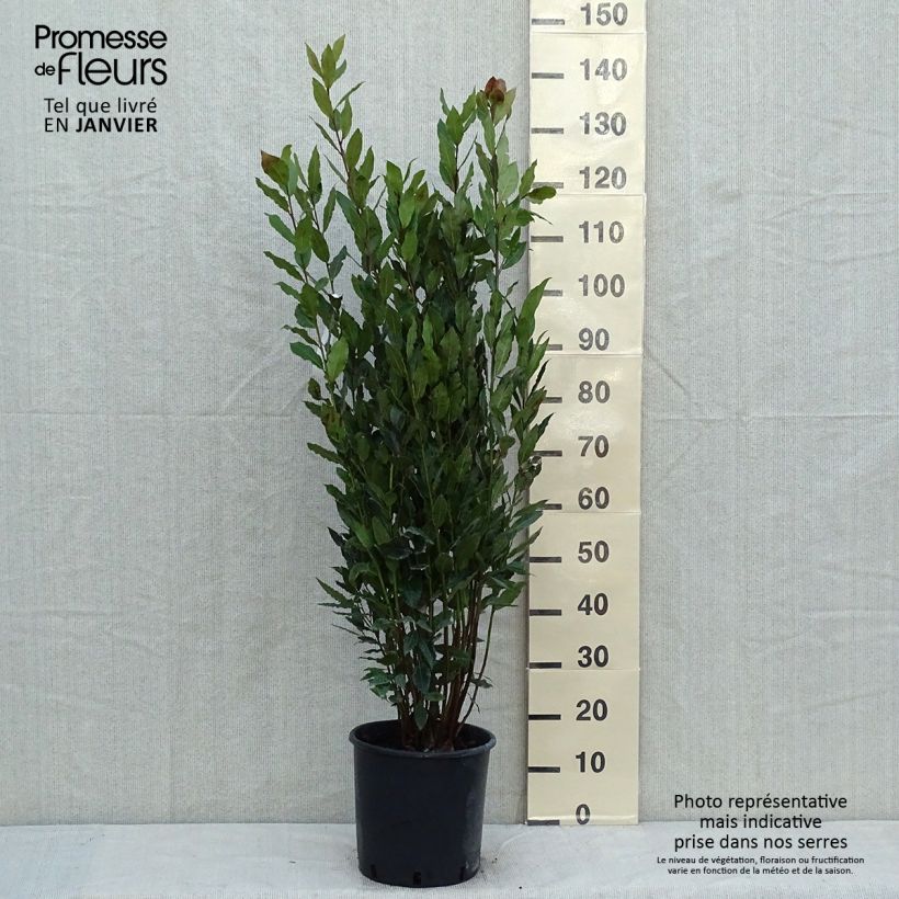Laurus nobilis - Bay Laurel 7.5L/10L pot sample as delivered in winter