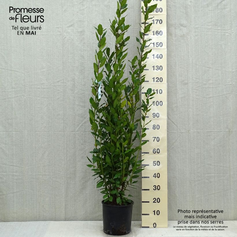 Laurus nobilis - Bay Laurel 7.5L/10L pot sample as delivered in spring