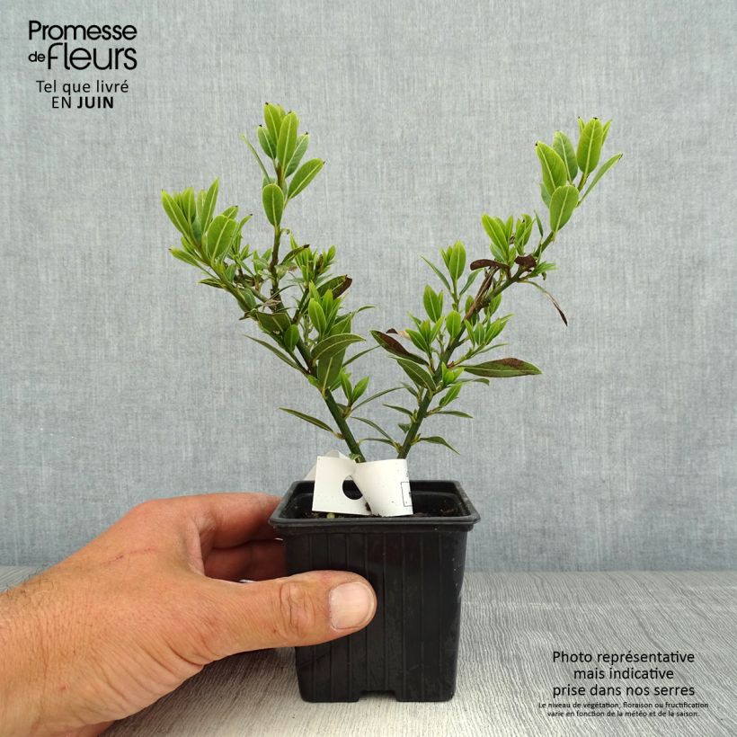 Laurus nobilis Little Laura - Bay Laurel 8/9 cm pot sample as delivered in spring