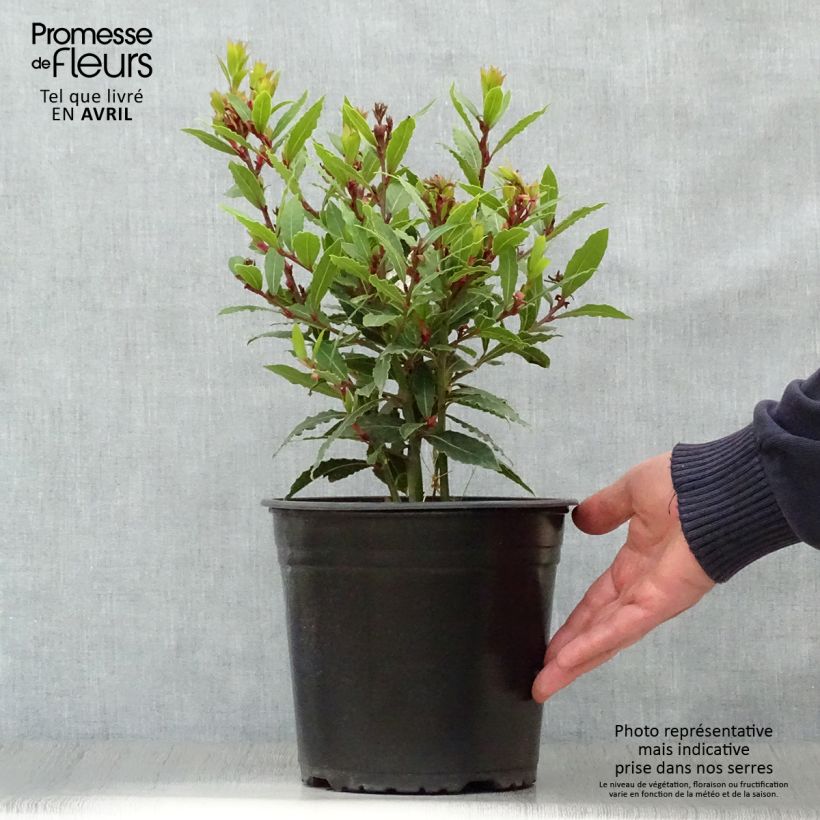 Laurus nobilis Little Ragu - Bay Laurel 4L/5L pot sample as delivered in spring