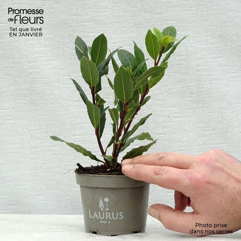 Laurus nobilis - Bay Laurel 10cm/11cm pot sample as delivered in winter