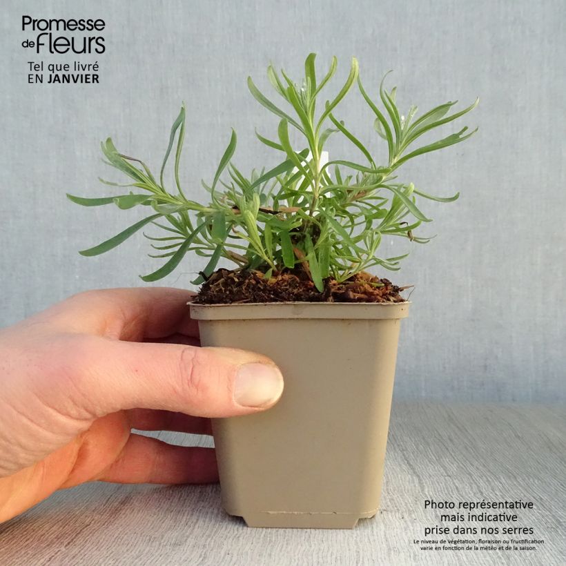 Lavandula angustifolia Arctic Snow - True Lavender 8/9 cm pot sample as delivered in winter