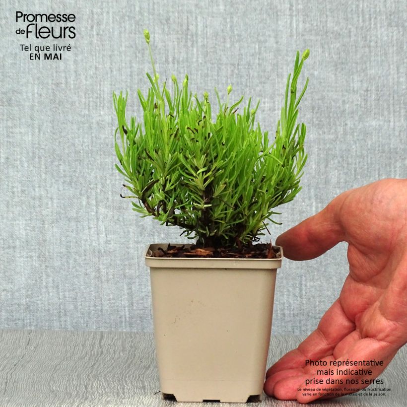Lavandula angustifolia Arctic Snow - True Lavender 8/9 cm pot sample as delivered in spring