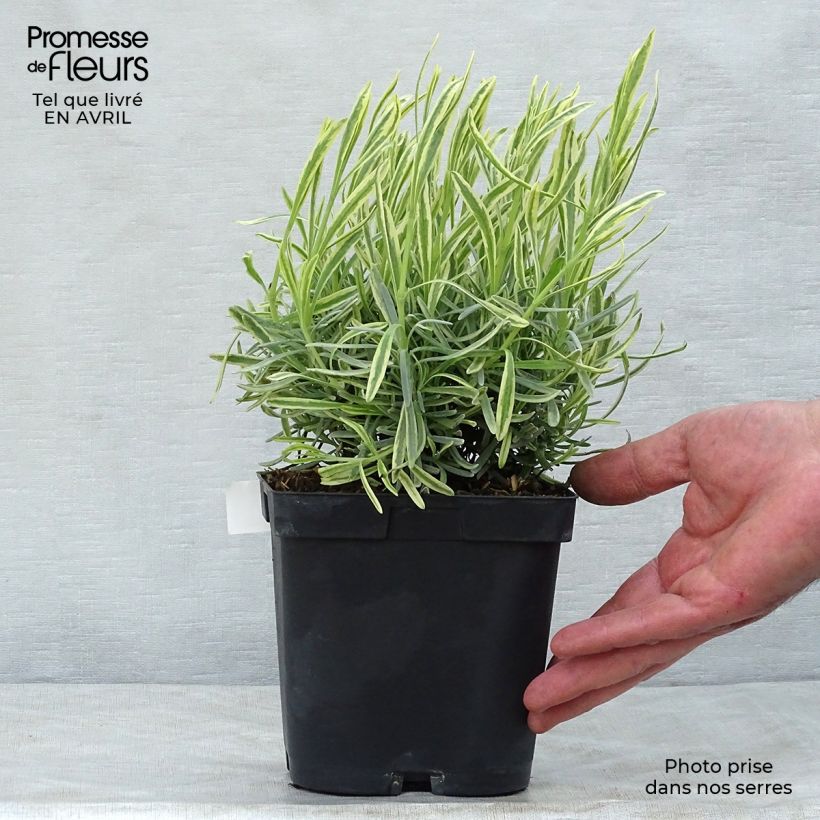 Lavandula intermedia Platinum Blonde - Lavandin 1.5L/2L pot sample as delivered in spring