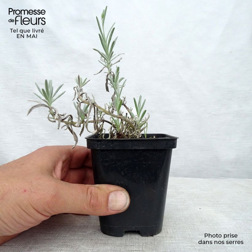 Lavandula x chaytorae Richard Gray - Hybrid Lavender 8/9 cm pot sample as delivered in spring