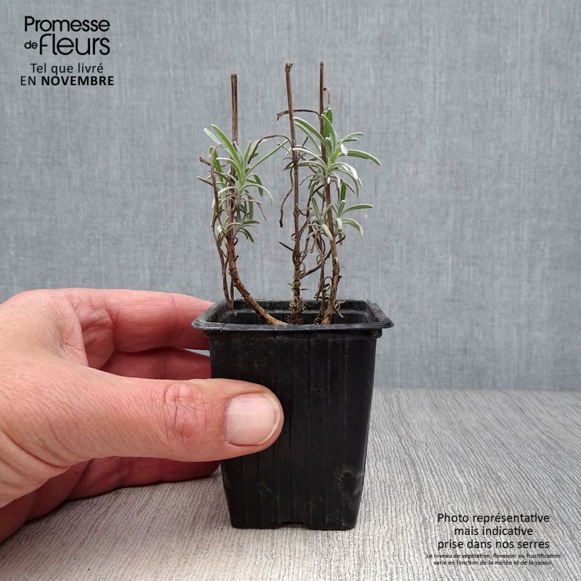 Lavandula officinalis 7/8 cm pot sample as delivered in autumn