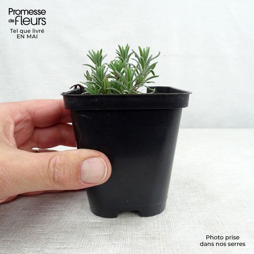 Lavandula angustifolia Munstead - True Lavender 8/9 cm pot sample as delivered in spring