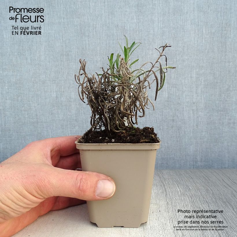 Lavandula angustifolia Silbermowe - True Lavender 8/9 cm pot sample as delivered in winter