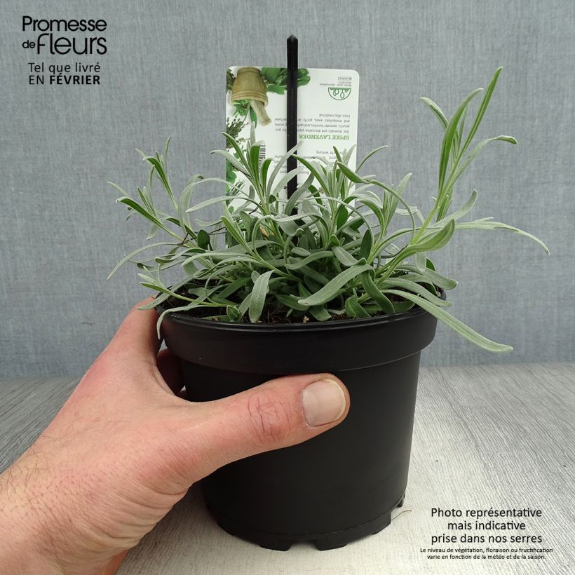 Lavandula latifolia - Spike Lavender 1.5L/2L pot sample as delivered in winter
