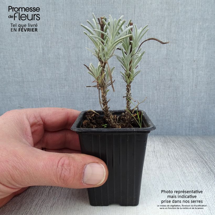 Lavandula intermedia Grosso - Lavandin 7/8 cm pot sample as delivered in winter