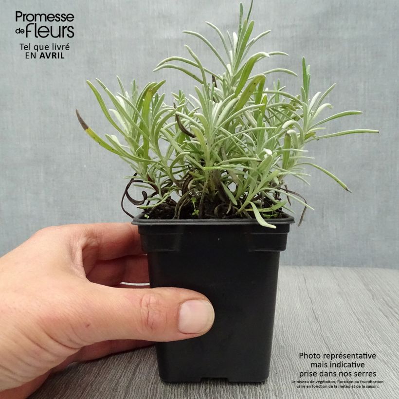 Lavandula intermedia Grosso - Lavandin 7/8 cm pot sample as delivered in spring
