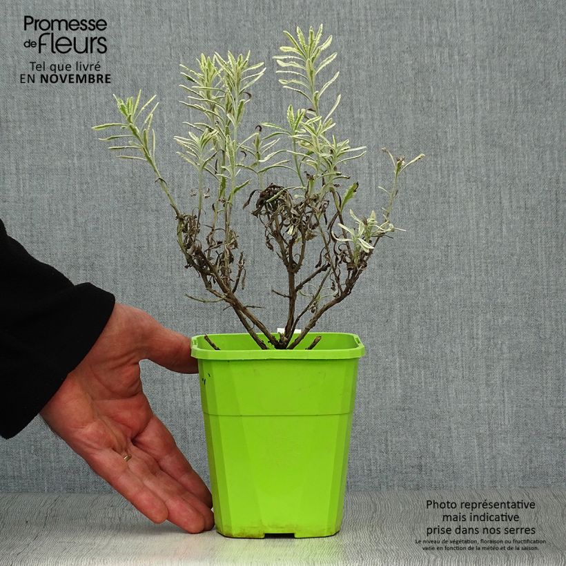 Lavandula allardii Meerlo - Lavender 1.5L/2L pot sample as delivered in autumn