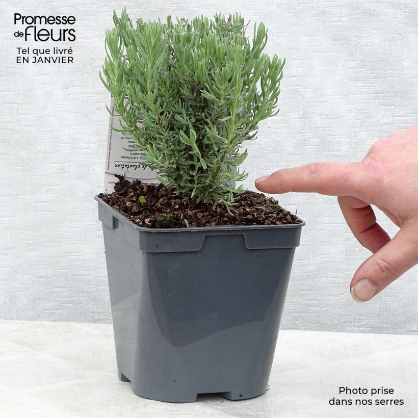 Lavandula stoechas The Princess - French Lavender 2L/3L pot sample as delivered in winter