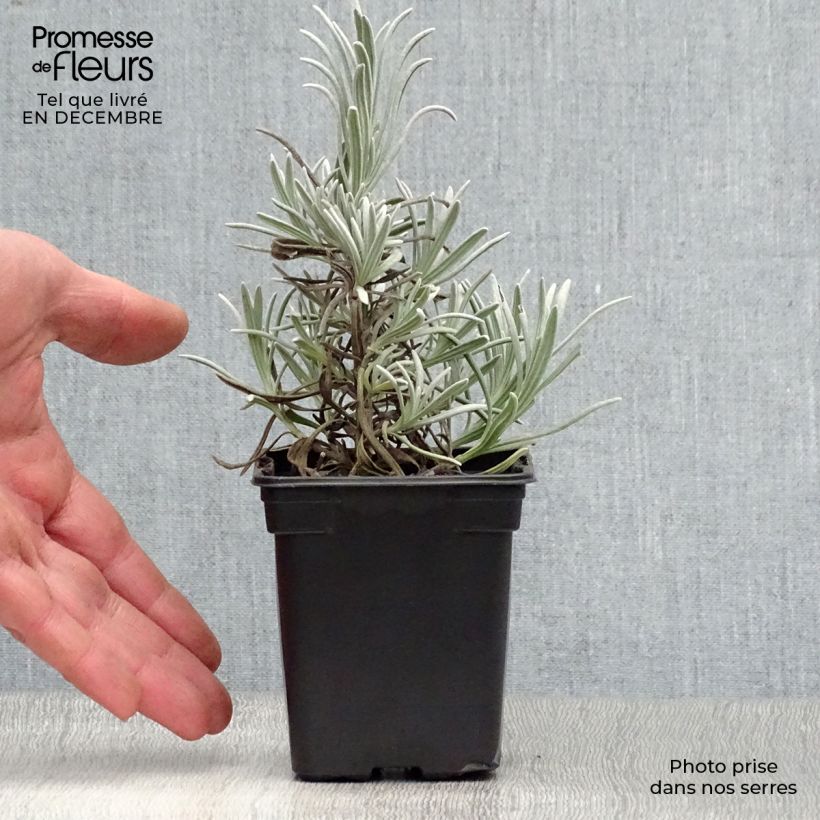 Lavandula angustifolia Alba - True Lavender 7/8 cm pot sample as delivered in winter