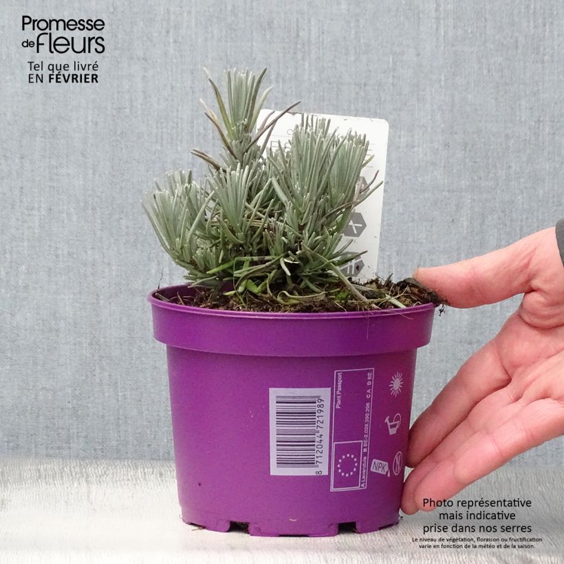 Lavandula angustifolia Hidcote - True Lavender 12cm pot sample as delivered in winter