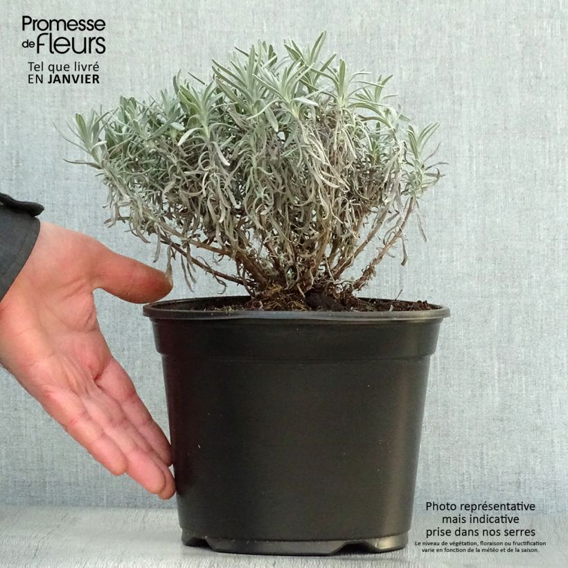 Lavandula angustifolia Hidcote - True Lavender 3L/4L pot sample as delivered in winter