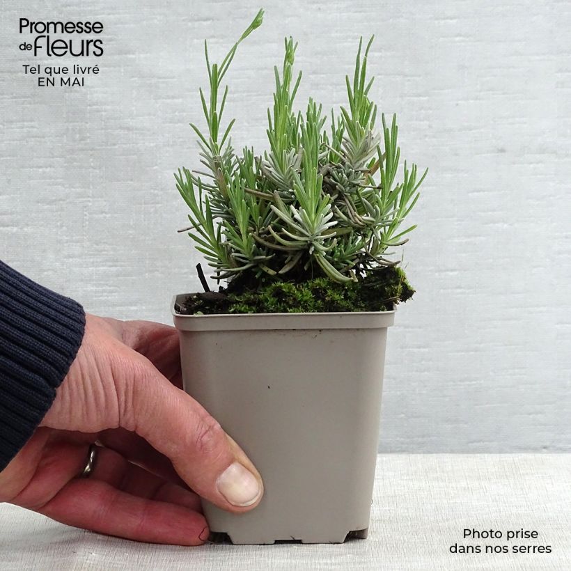 Lavandula angustifolia Hidcote - True Lavender 7/8 cm pot sample as delivered in spring