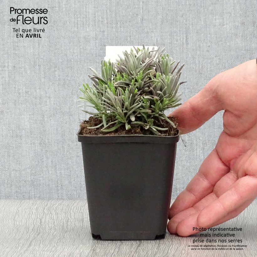 Lavandula angustifolila Rosea - True Lavender 7/8 cm pot sample as delivered in spring