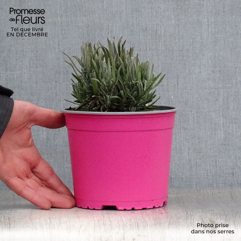 Lavandula angustifolila Rosea - True Lavender 2L/3L pot sample as delivered in winter