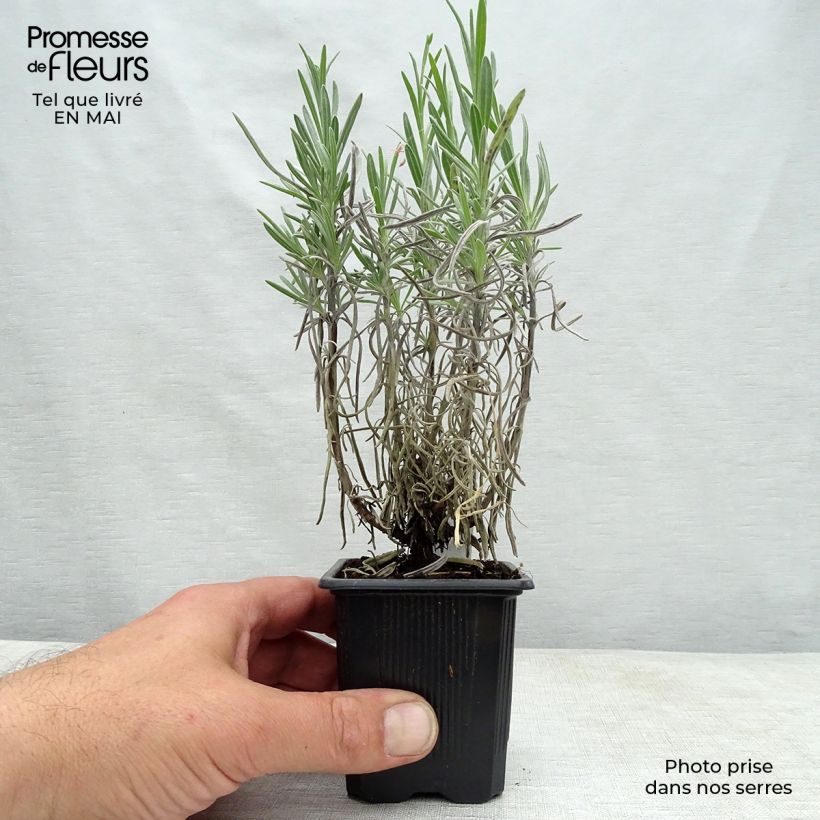 Lavandula intermedia Grappenhall - Lavandin 8/9 cm pot sample as delivered in spring