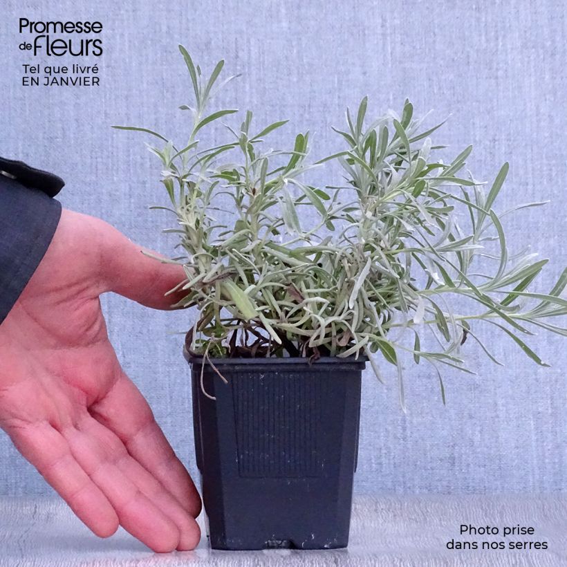 Lavandula intermedia Grappenhall - Lavandin 8/9 cm pot sample as delivered in winter