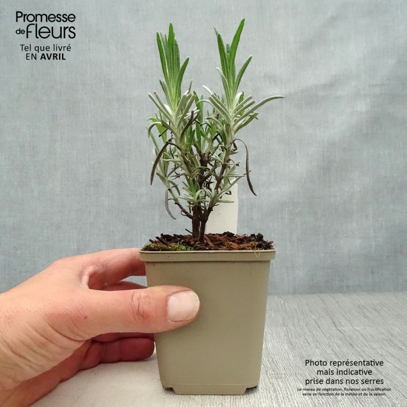 Lavandula angustifolia Hidcote White - True Lavender 8/9 cm pot sample as delivered in spring