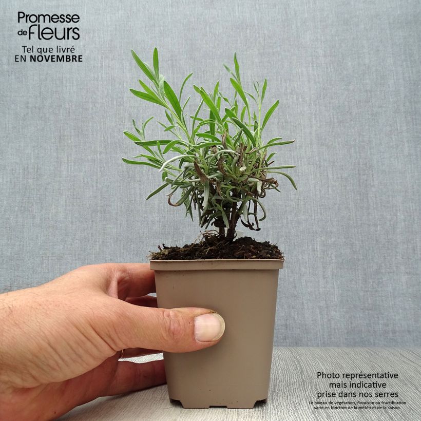 Lavandula angustifolia Hidcote White - True Lavender 8/9 cm pot sample as delivered in autumn