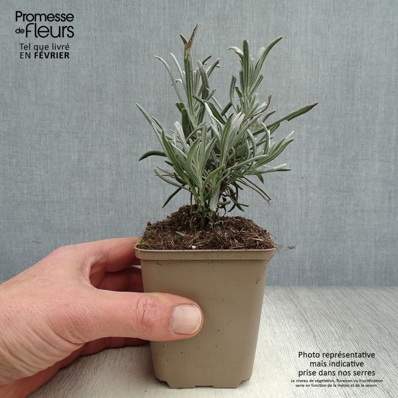 Lavandula angustifolia Hidcote White - True Lavender 8/9 cm pot sample as delivered in winter