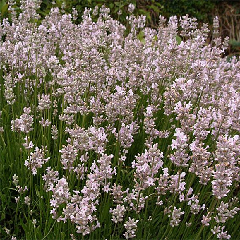 Lavandula angustifolila Rosea - True Lavender (Flowering)