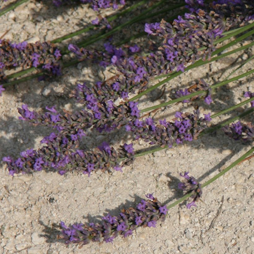 Lavandula intermedia Grosso - Lavandin (Flowering)
