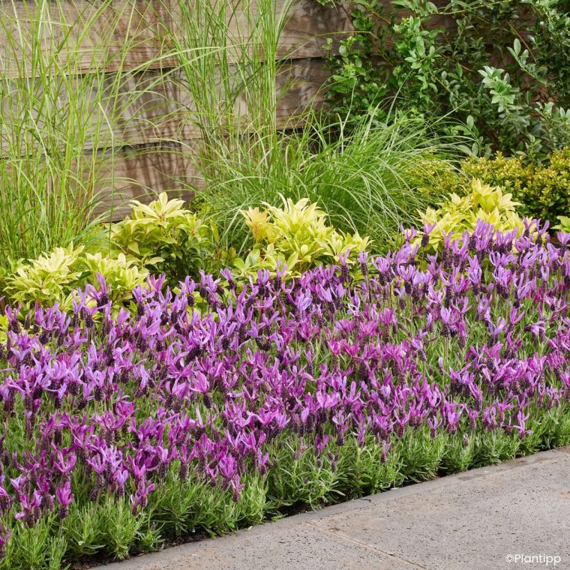 Lavandula stoechas Bella Toscane - French lavender (Plant habit)