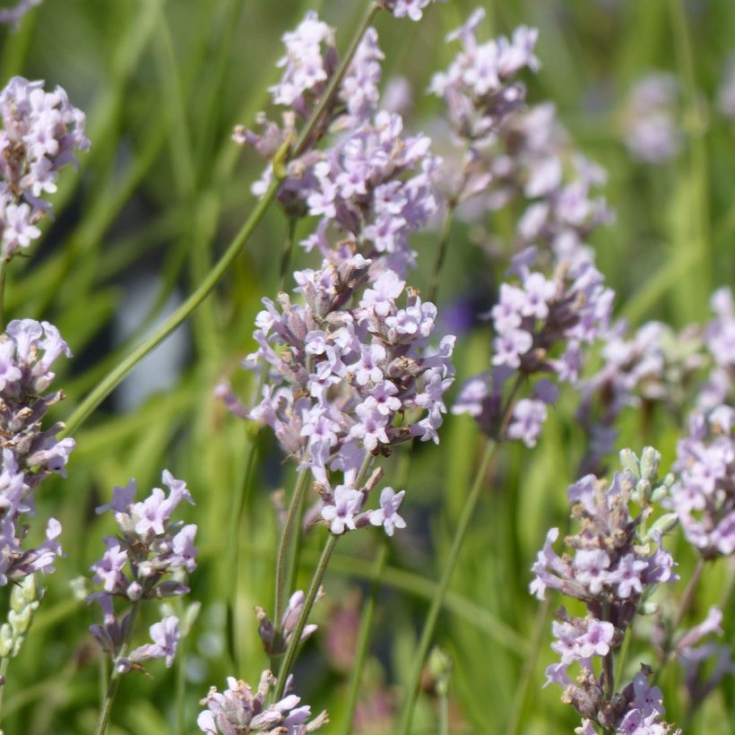Lavandula angustifolila Rosea - True Lavender (Flowering)