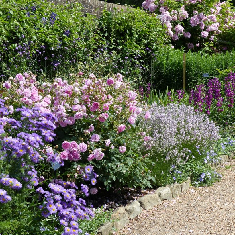 Lavandula angustifolila Rosea - True Lavender (Plant habit)