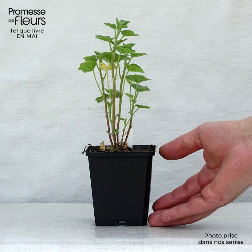 Lavatera olbia Frederique - Tree Mallow 8/9 cm pot sample as delivered in spring