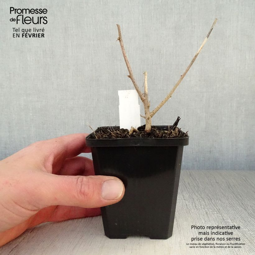 Lavatera maritima - Tree Mallow 8/9 cm pot sample as delivered in winter