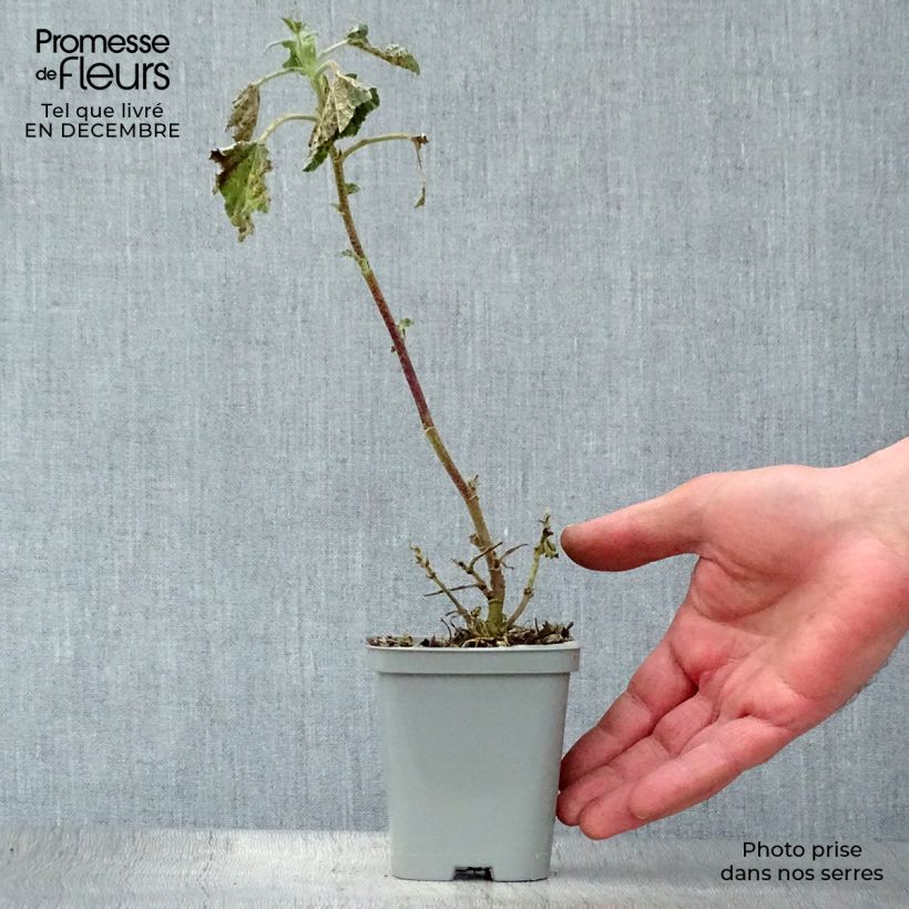 Lavatera clementii Barnsley - Tree Mallow 8/9 cm pot sample as delivered in winter