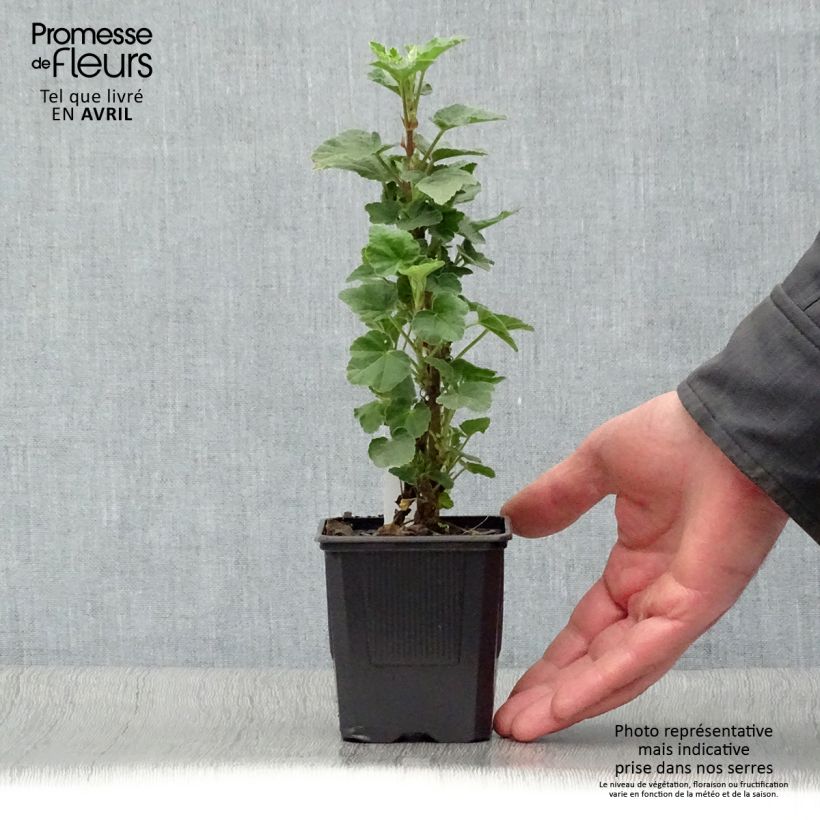 Lavatera clementii Barnsley - Tree Mallow 8/9 cm pot sample as delivered in spring