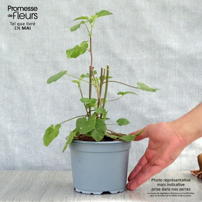 Lavatera clementii Barnsley - Tree Mallow 2L/3L pot sample as delivered in spring