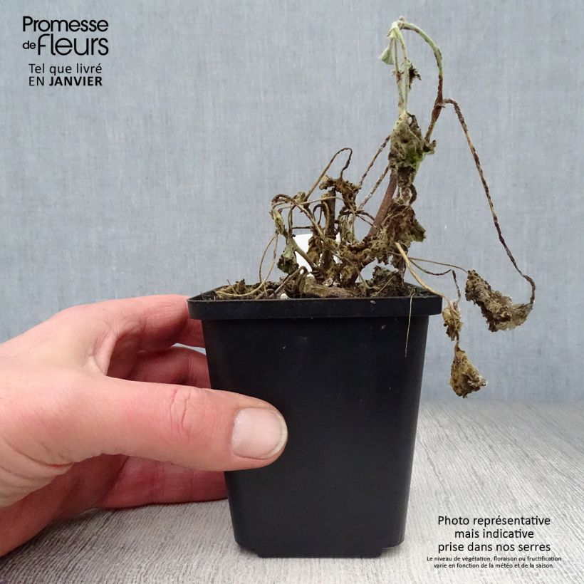 Lavatera Barnsley Baby - Tree Mallow 8/9 cm pot sample as delivered in winter