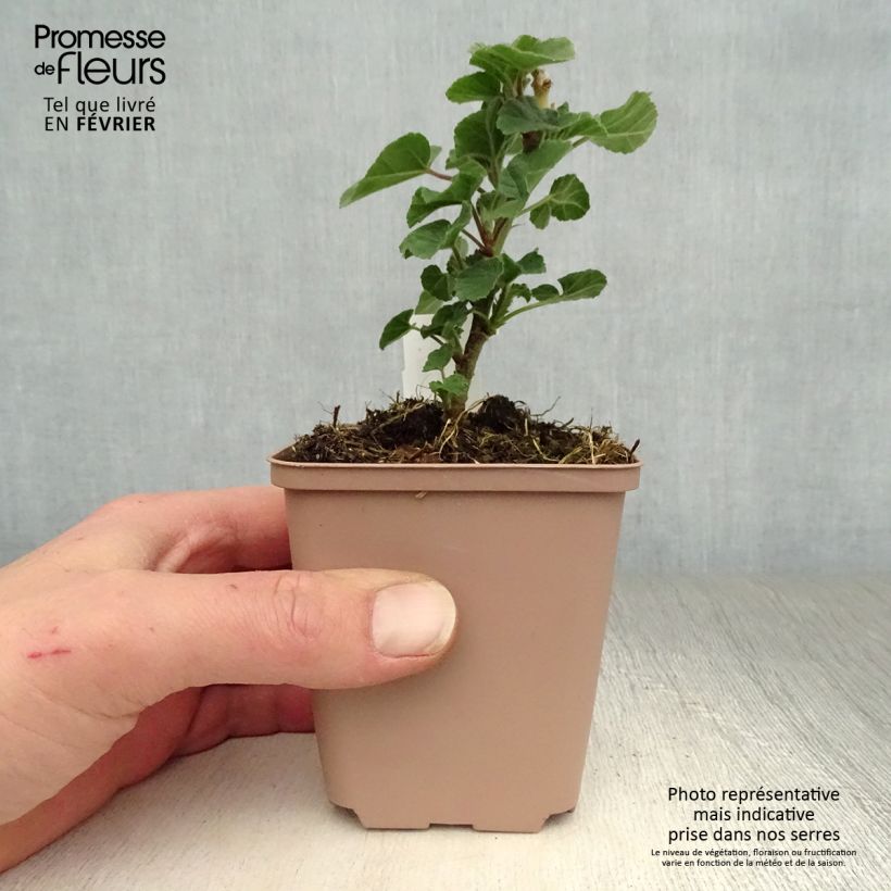 Lavatera Blushing Bride - Tree Mallow 8/9 cm pot sample as delivered in winter