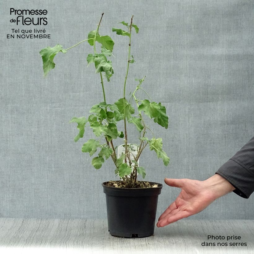 Lavatera Burgundy Wine - Tree Mallow 2L/3L pot sample as delivered in autumn