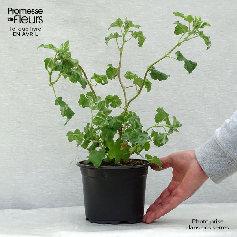 Lavatera Burgundy Wine - Tree Mallow 2L/3L pot sample as delivered in spring