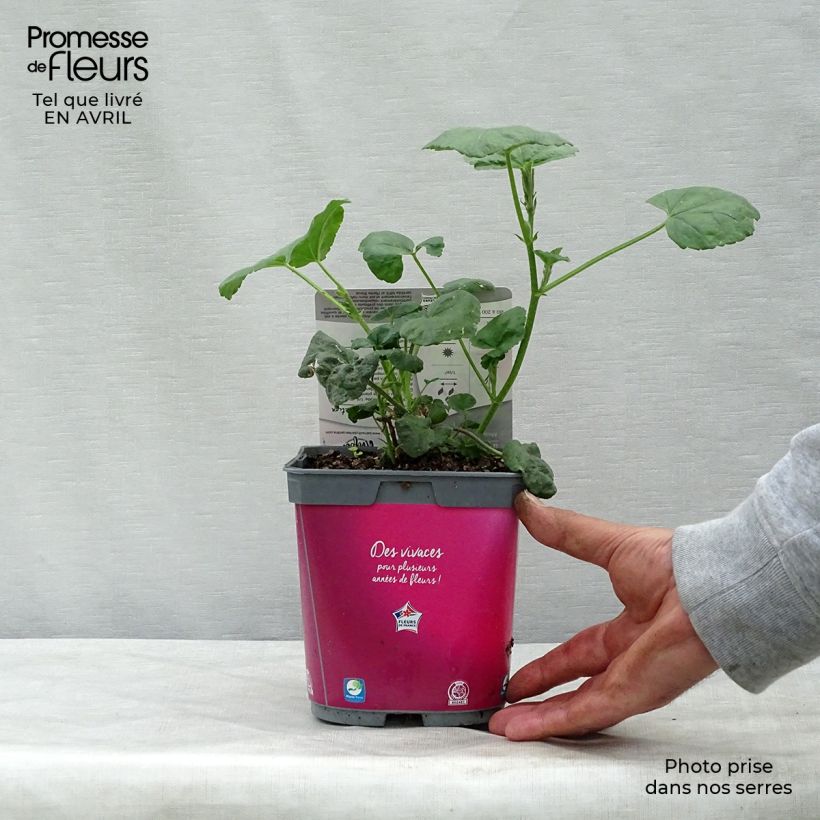 Lavatera olbia Rosea - Tree Mallow 2L/3L pot sample as delivered in spring