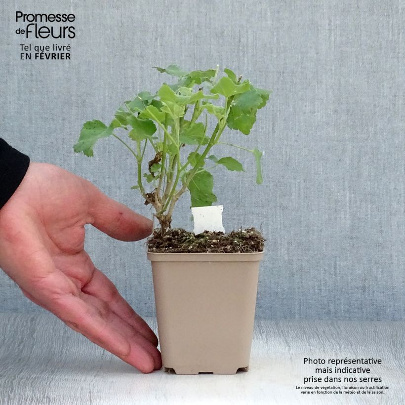 Lavatera maritima Bicolour - Tree Mallow 8/9 cm pot sample as delivered in winter