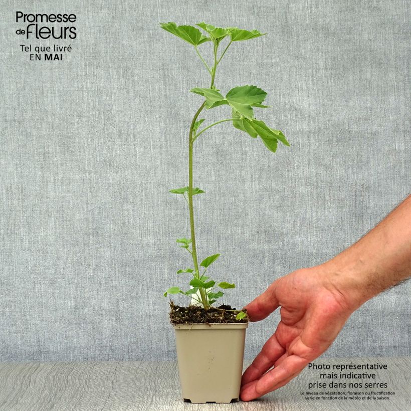 Lavatera maritima Bicolour - Tree Mallow 8/9 cm pot sample as delivered in spring