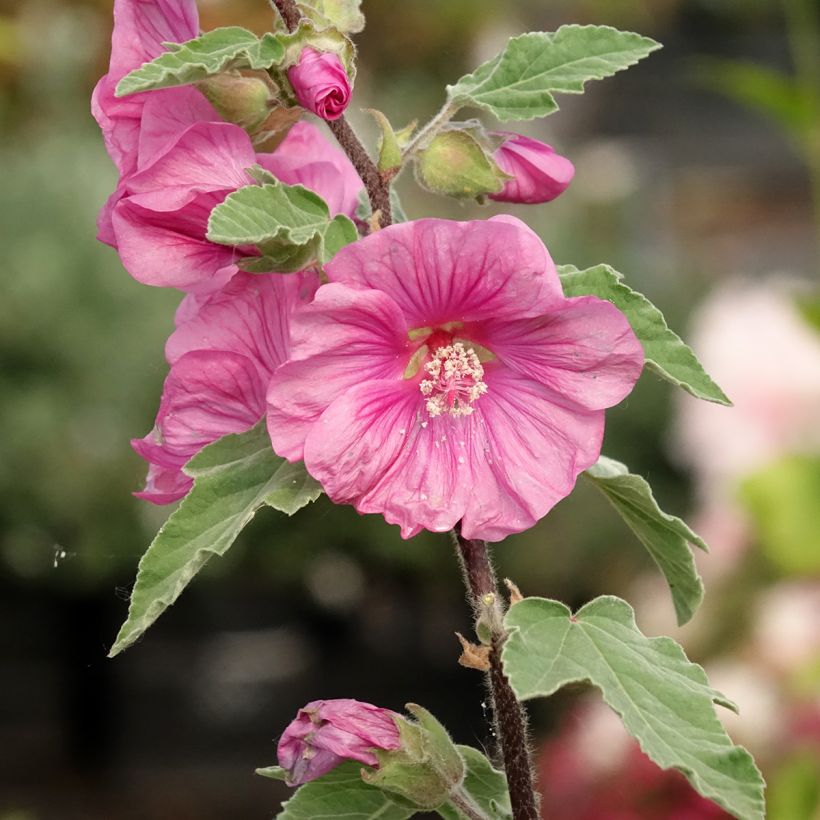Lavatera thuringiaca Bredon Springs - Tree Mallow (Flowering)
