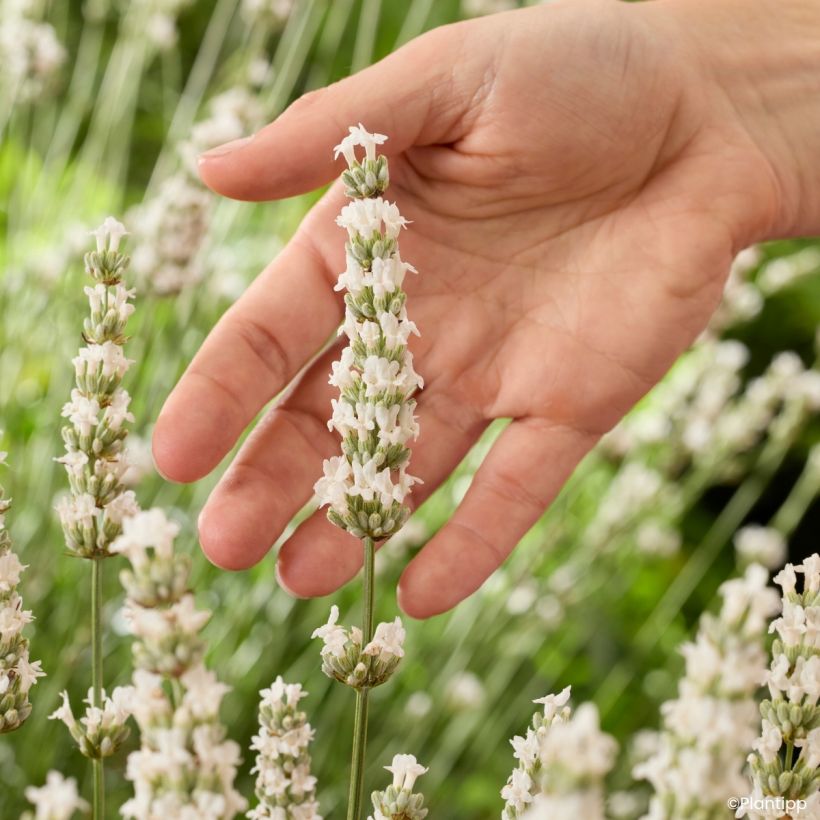 Lavandula intermedia Exceptional  - Lavandin (Flowering)