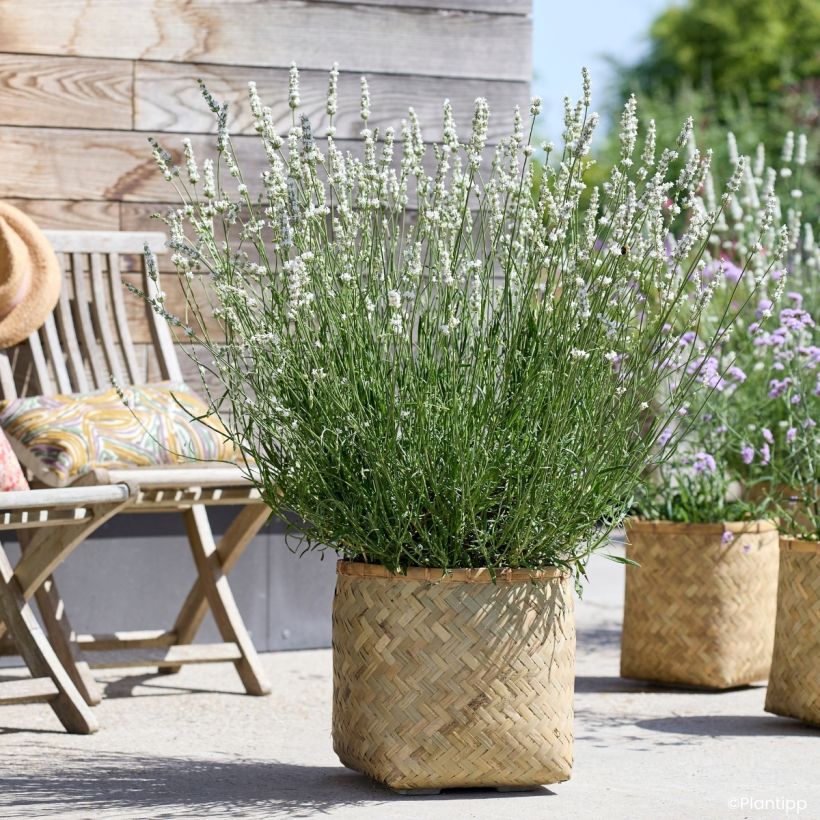Lavandula intermedia Exceptional  - Lavandin (Plant habit)